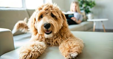 6 Reasons Vinyl Plank Flooring Is Ideal for Pet Owners